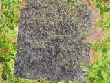 image of grave number 949478
